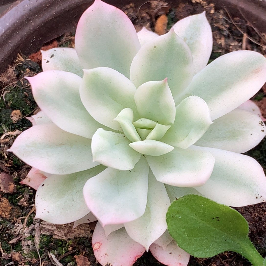 火焰杯j j j j j j l