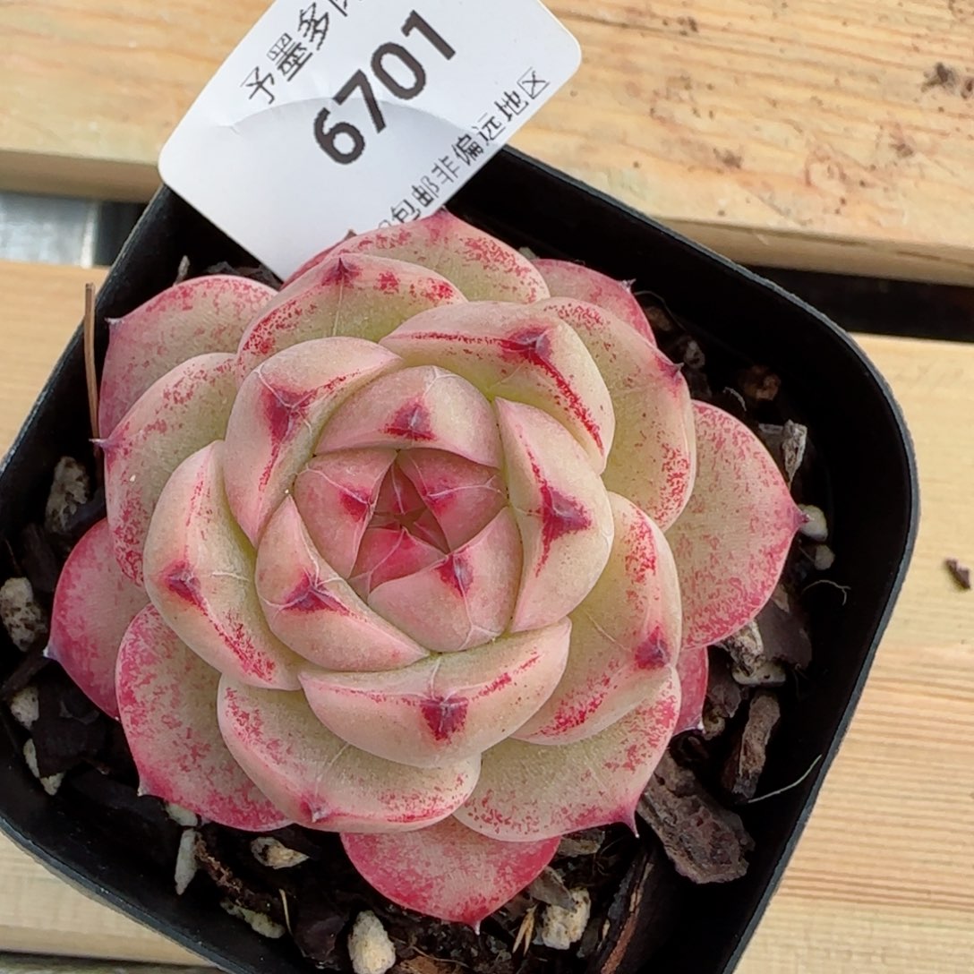 金辉珍妮，6701多肉植物