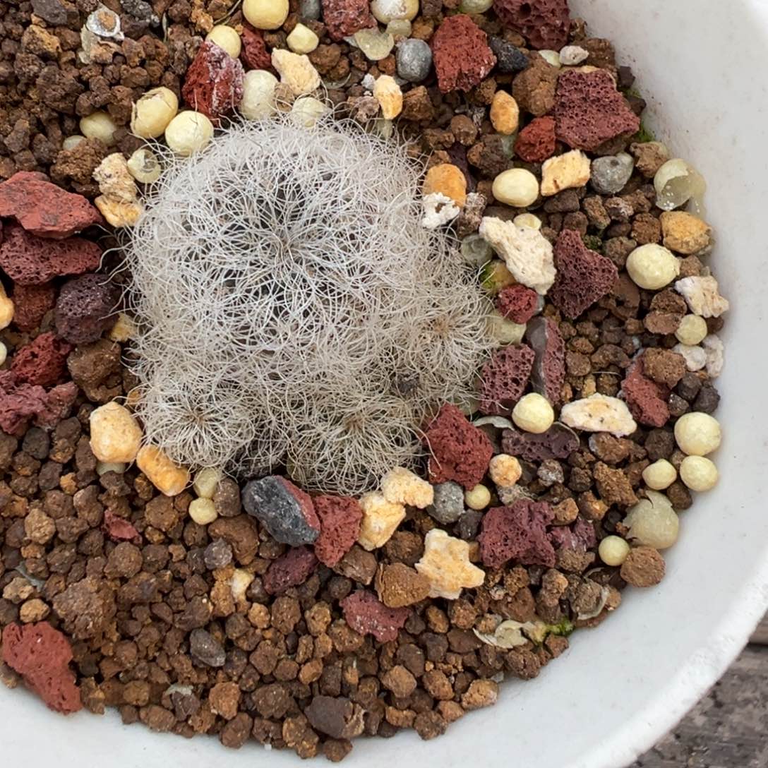 老***李318实生根圣丽斯多肉植物带盆土