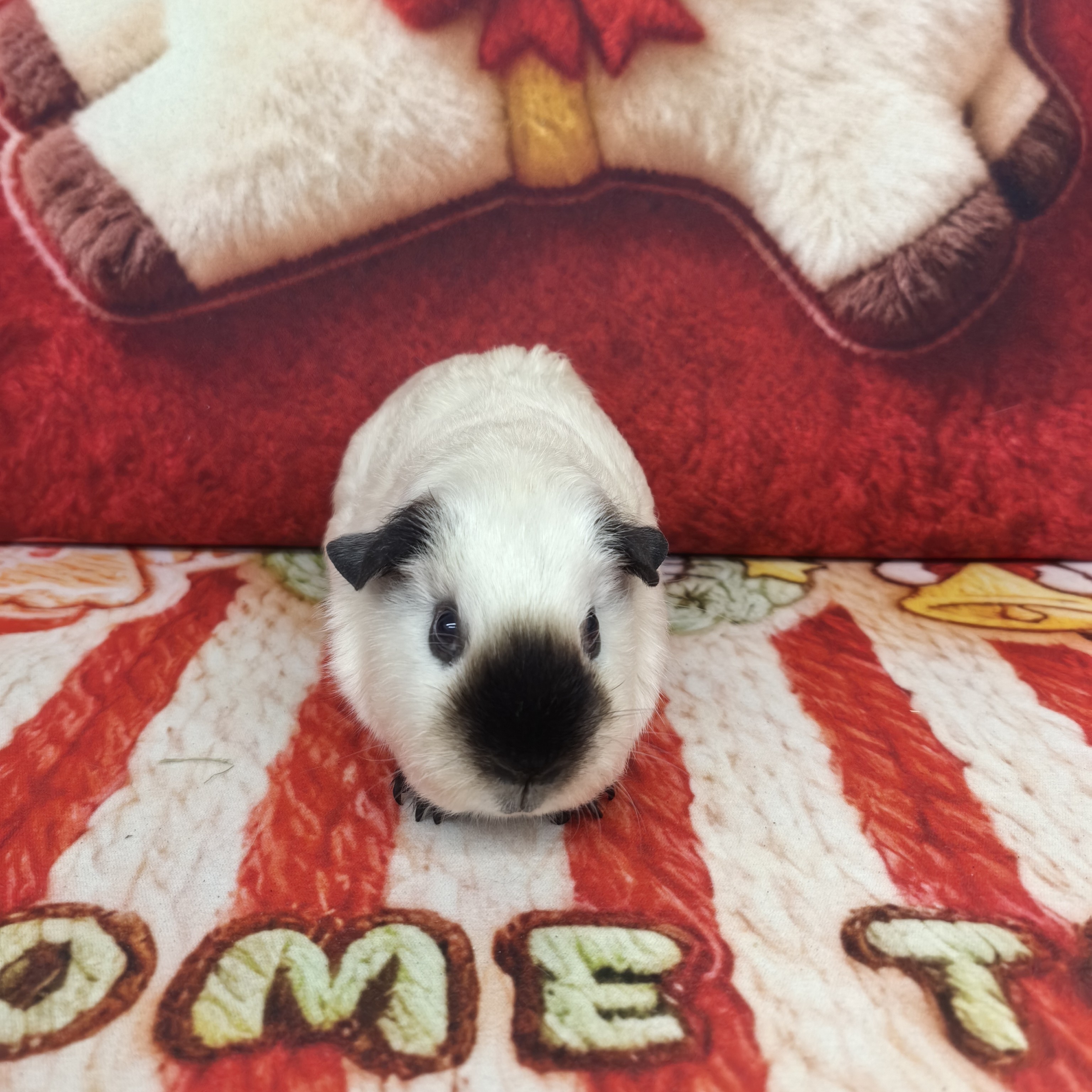 白加州荷兰猪专属链接，直播间一物一拍，京东快递安全到家