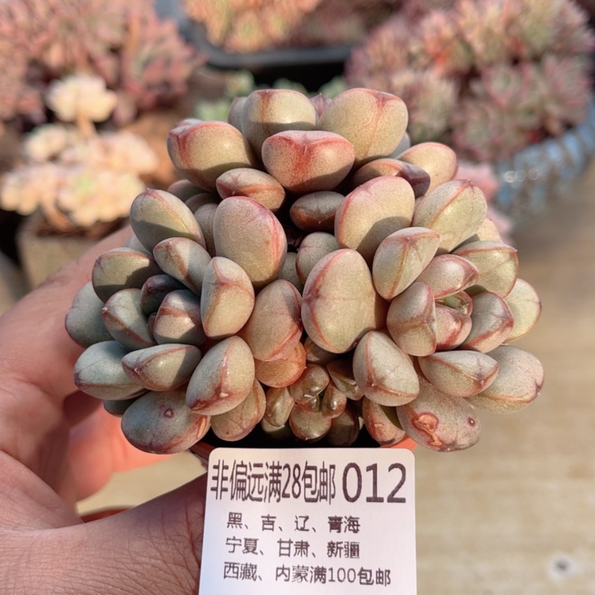 【闪购商品】012葡萄