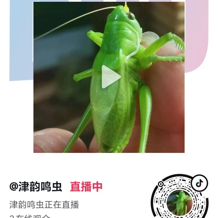 天津纯正本地绿一条现货