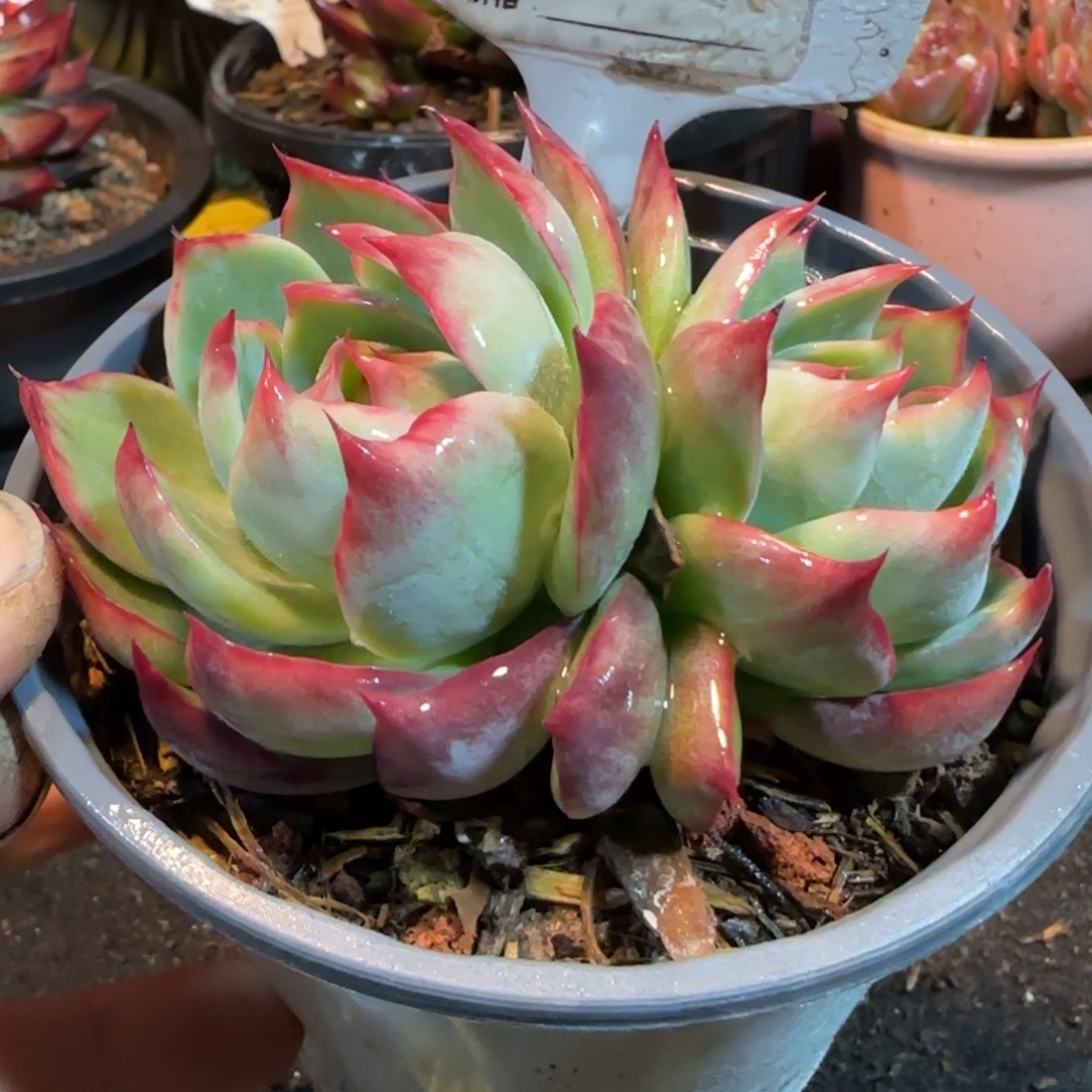 惊鸿一物一拍包装收缩花旱989