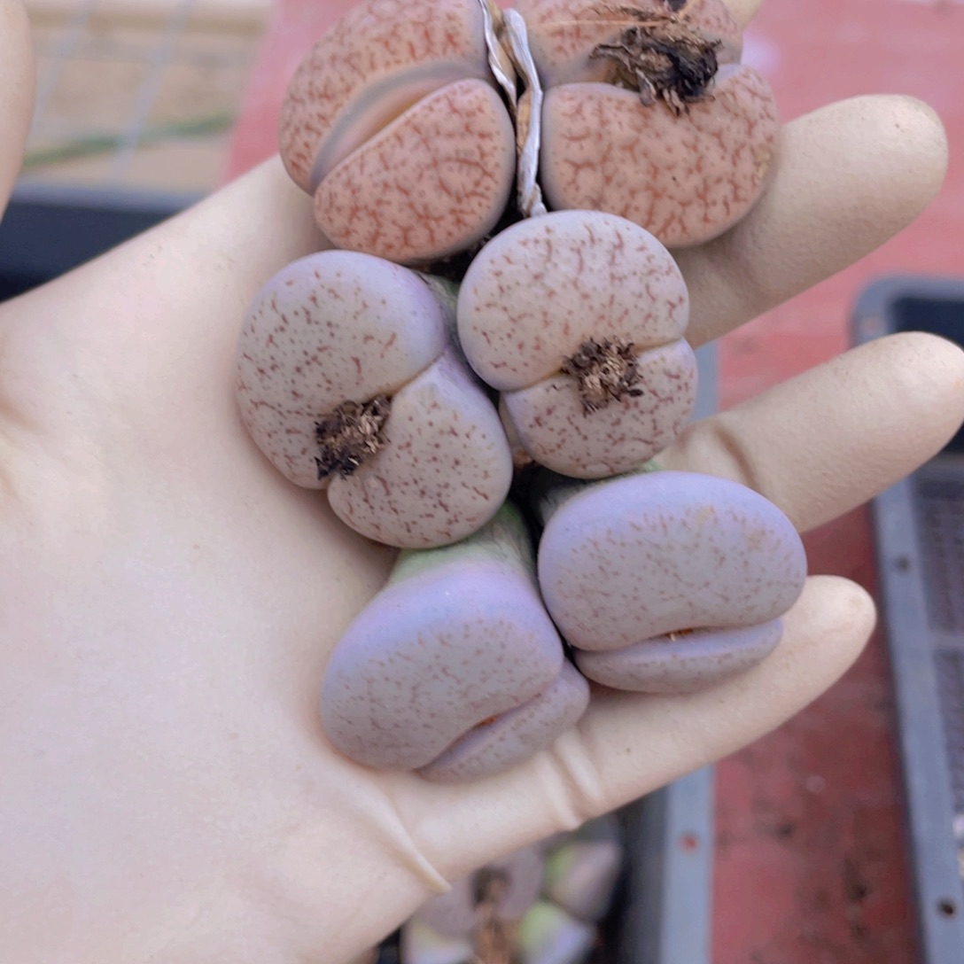 3颗双头曲玉888888888888888