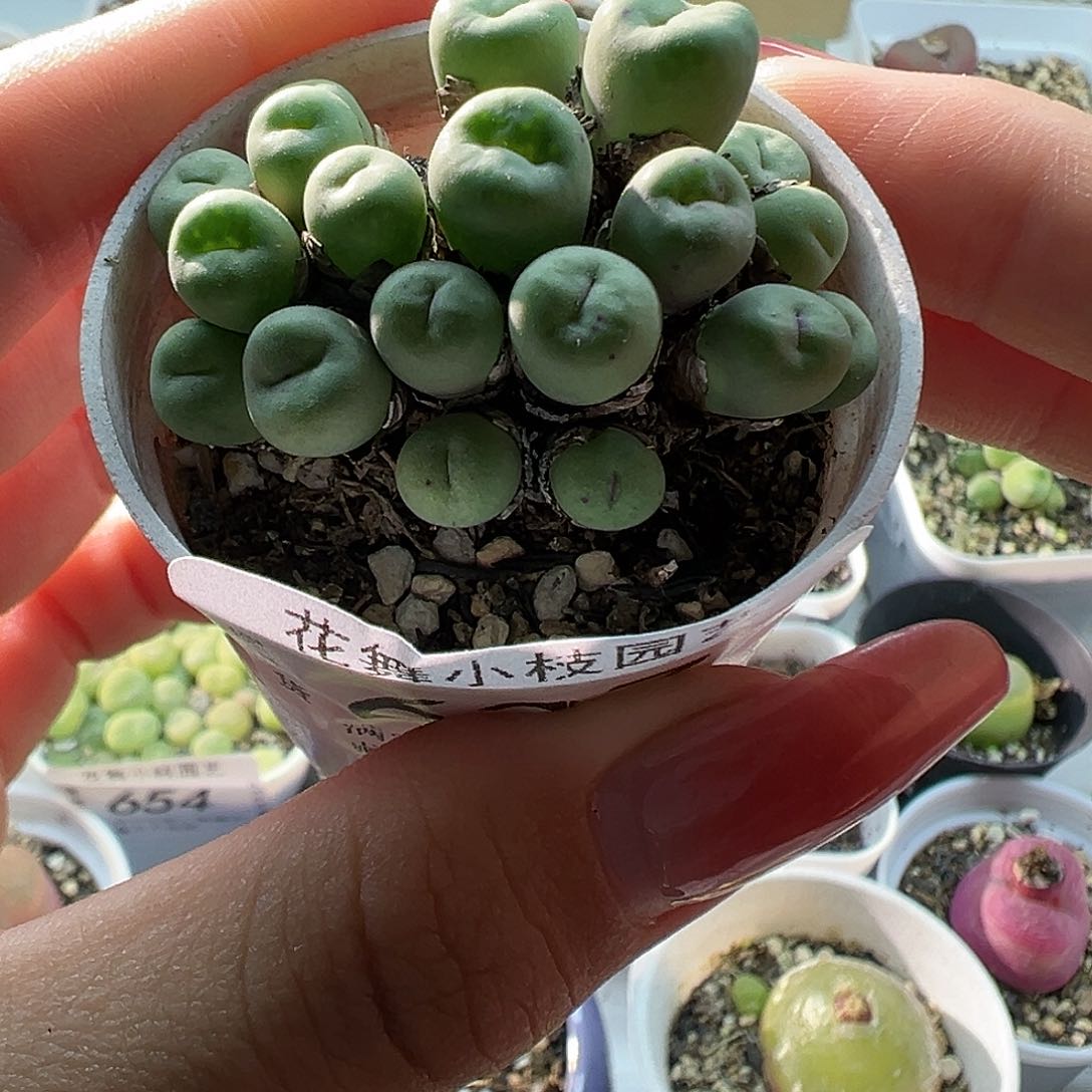 627小红嘴11111111111111111