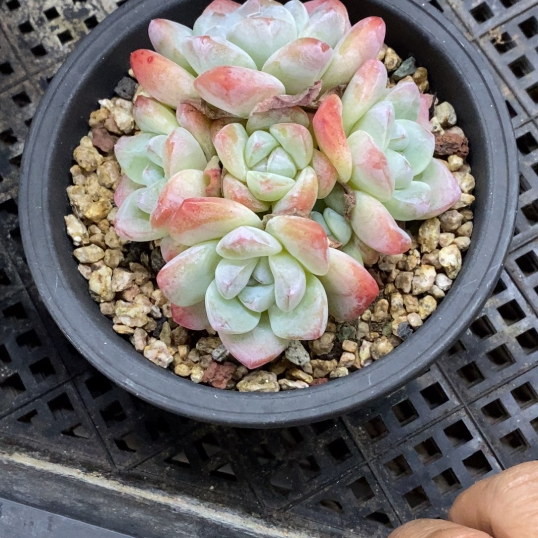 精品多肉一物一拍不包整106