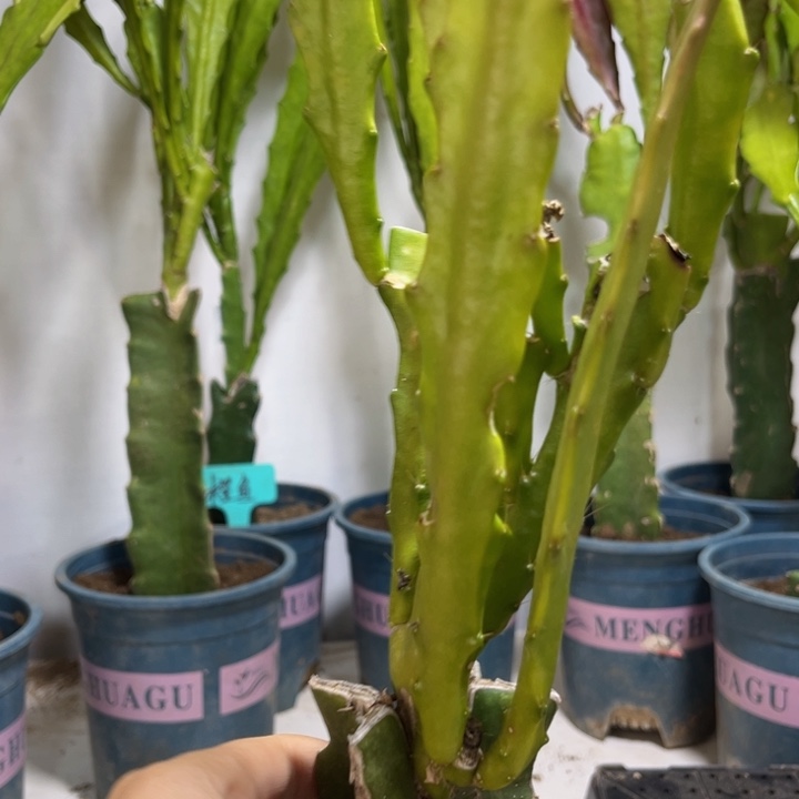 当前无花栽培后可以开花385