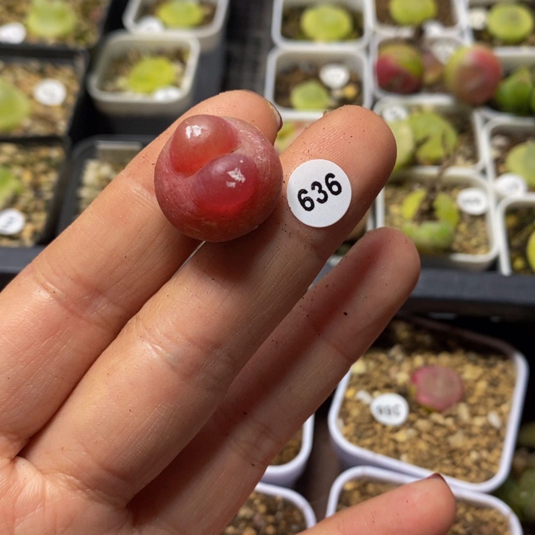 N**O拉登专拍1.7（多肉植物