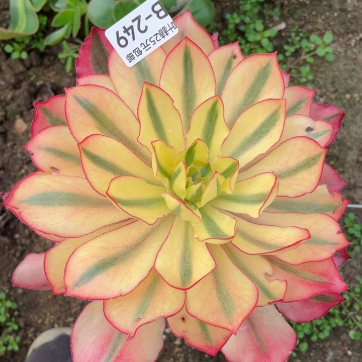 249魅影嫁接多肉12345678