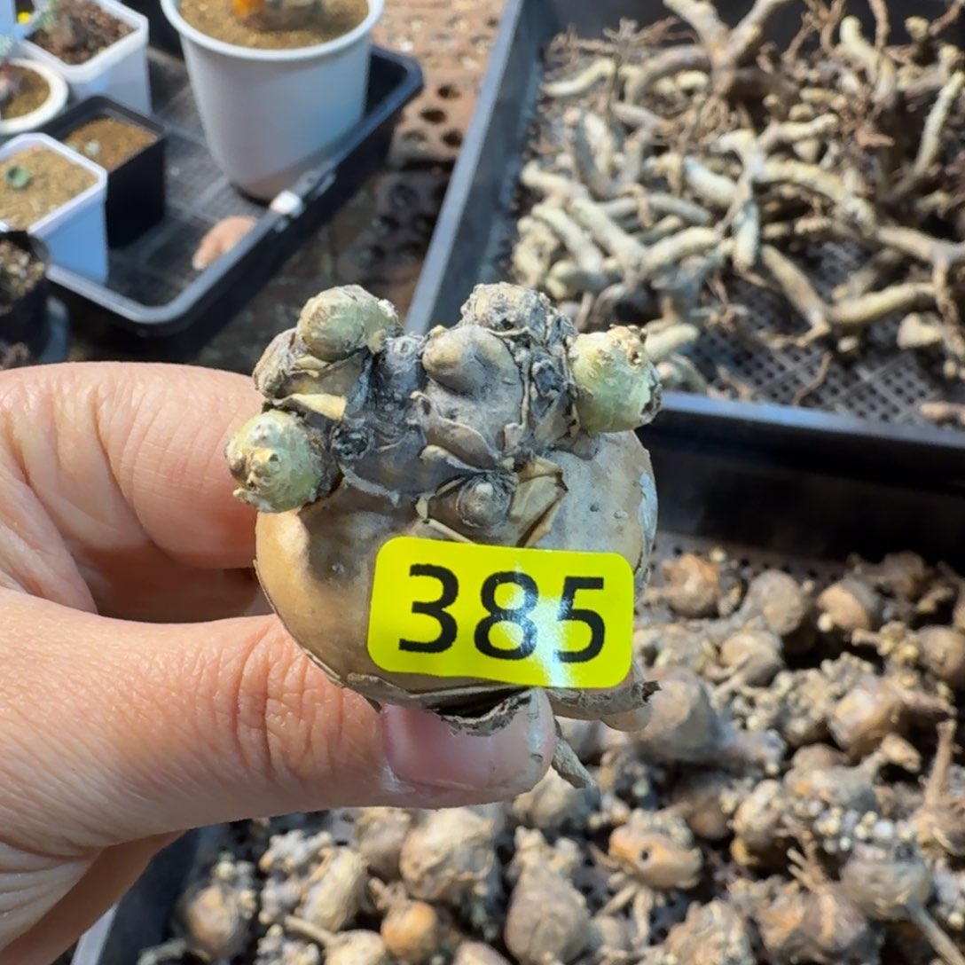 李***i开普墩厚墩菊385 仙人掌