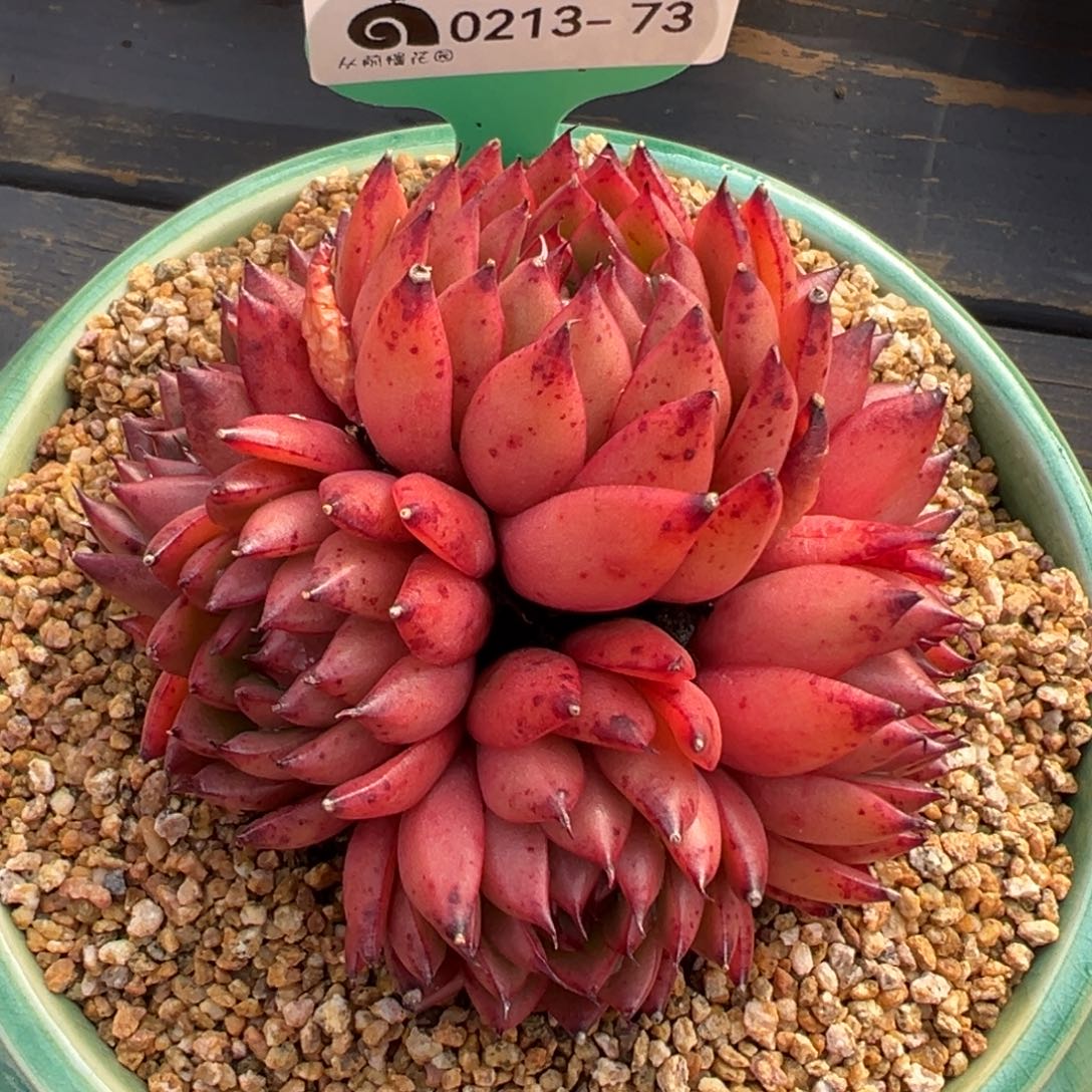 从前慢多肉精选编号0213.73