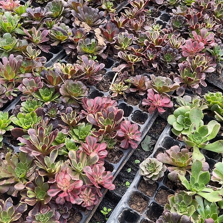 13棵玫瑰玫瑰玫瑰