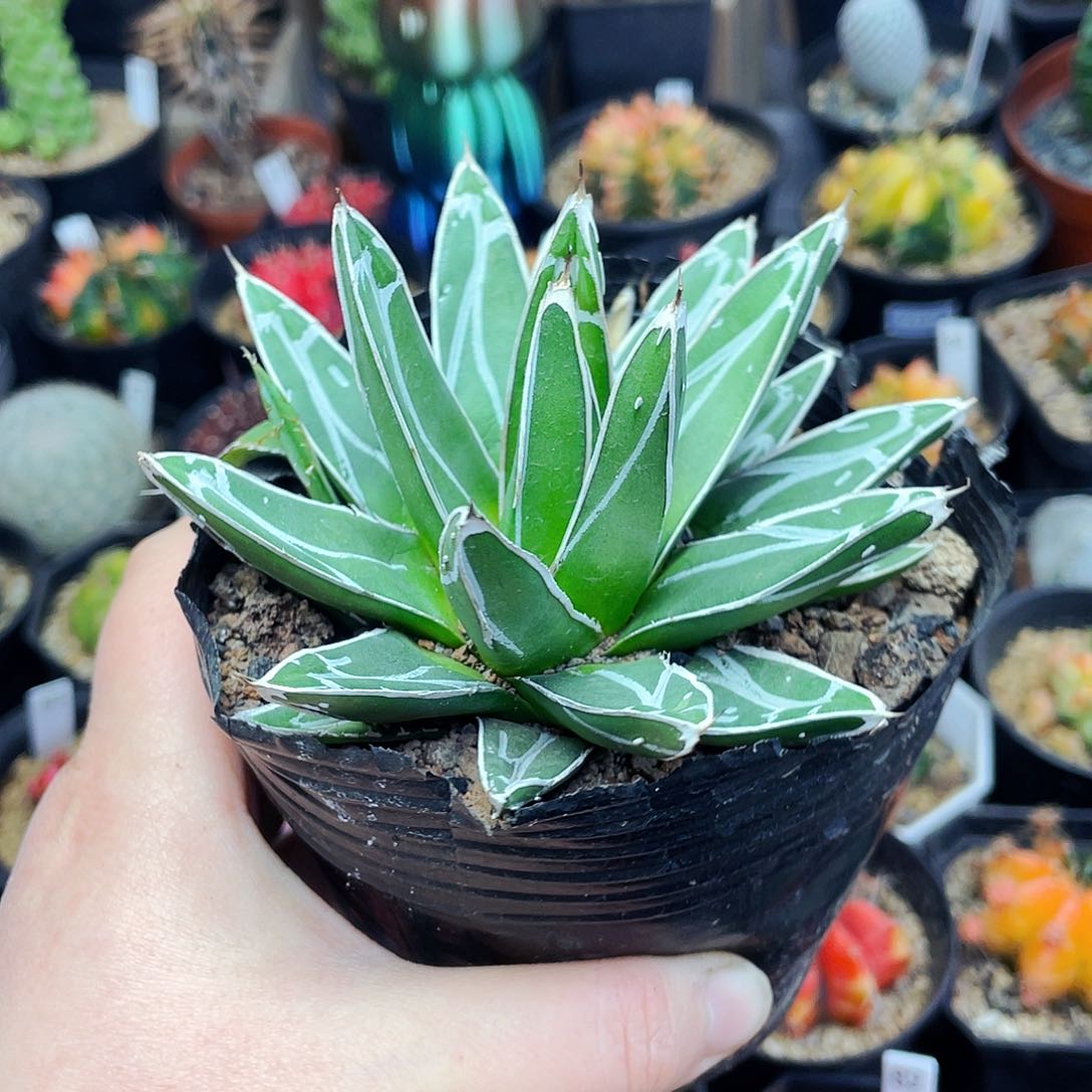 非偏远地区满25包邮仙人球