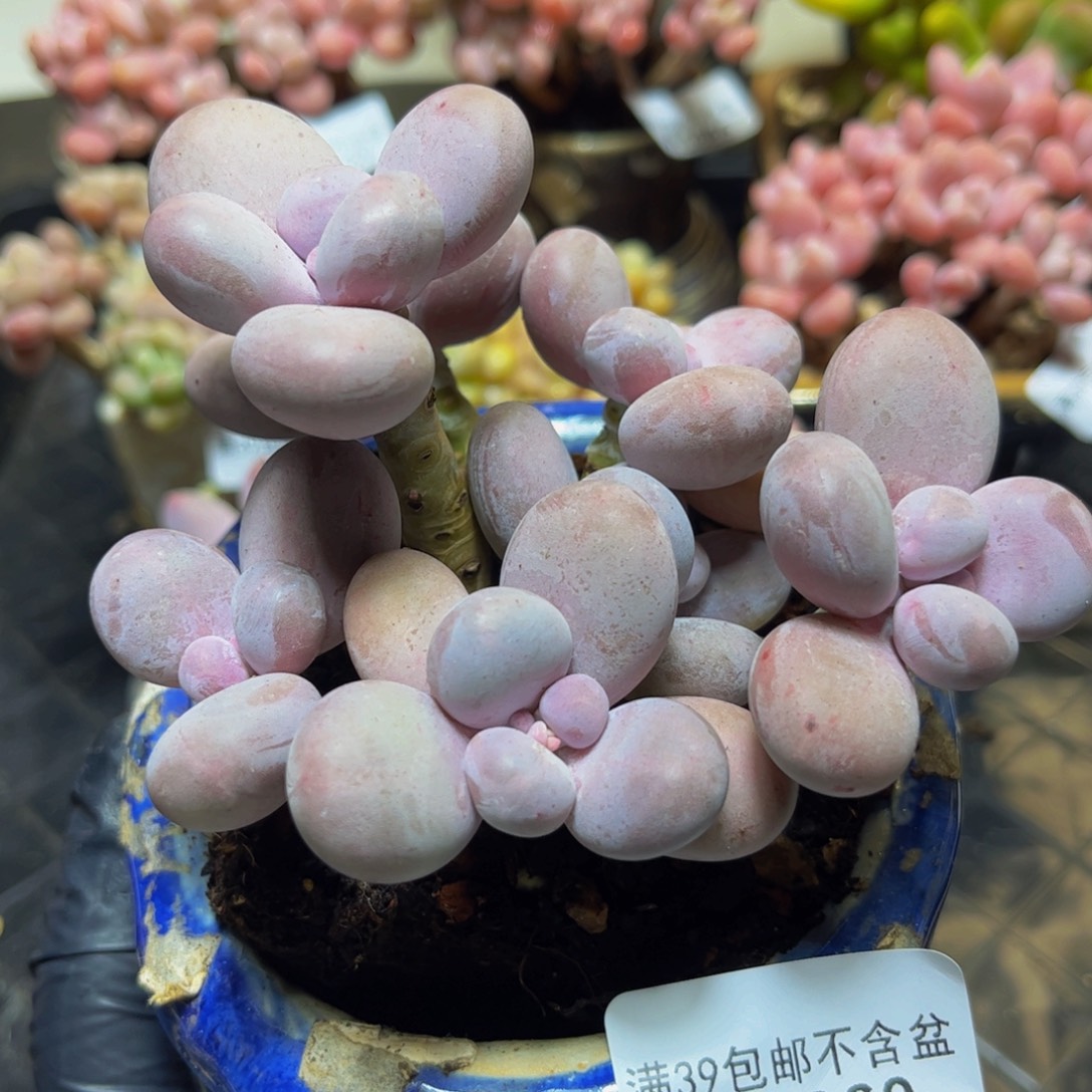 1060水光针奶酪12厘米多肉