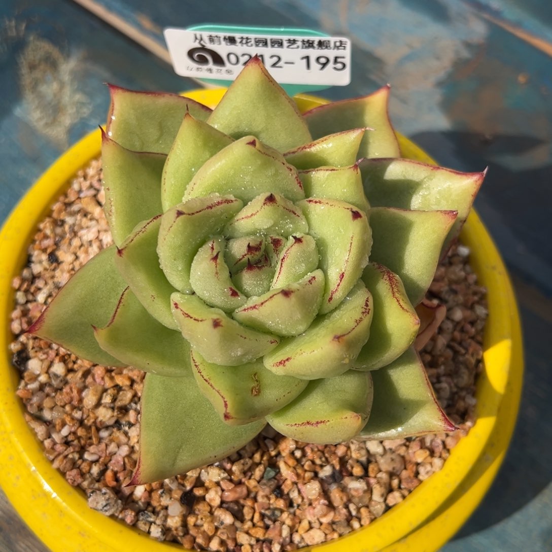 从前慢多肉精选编号0212.195