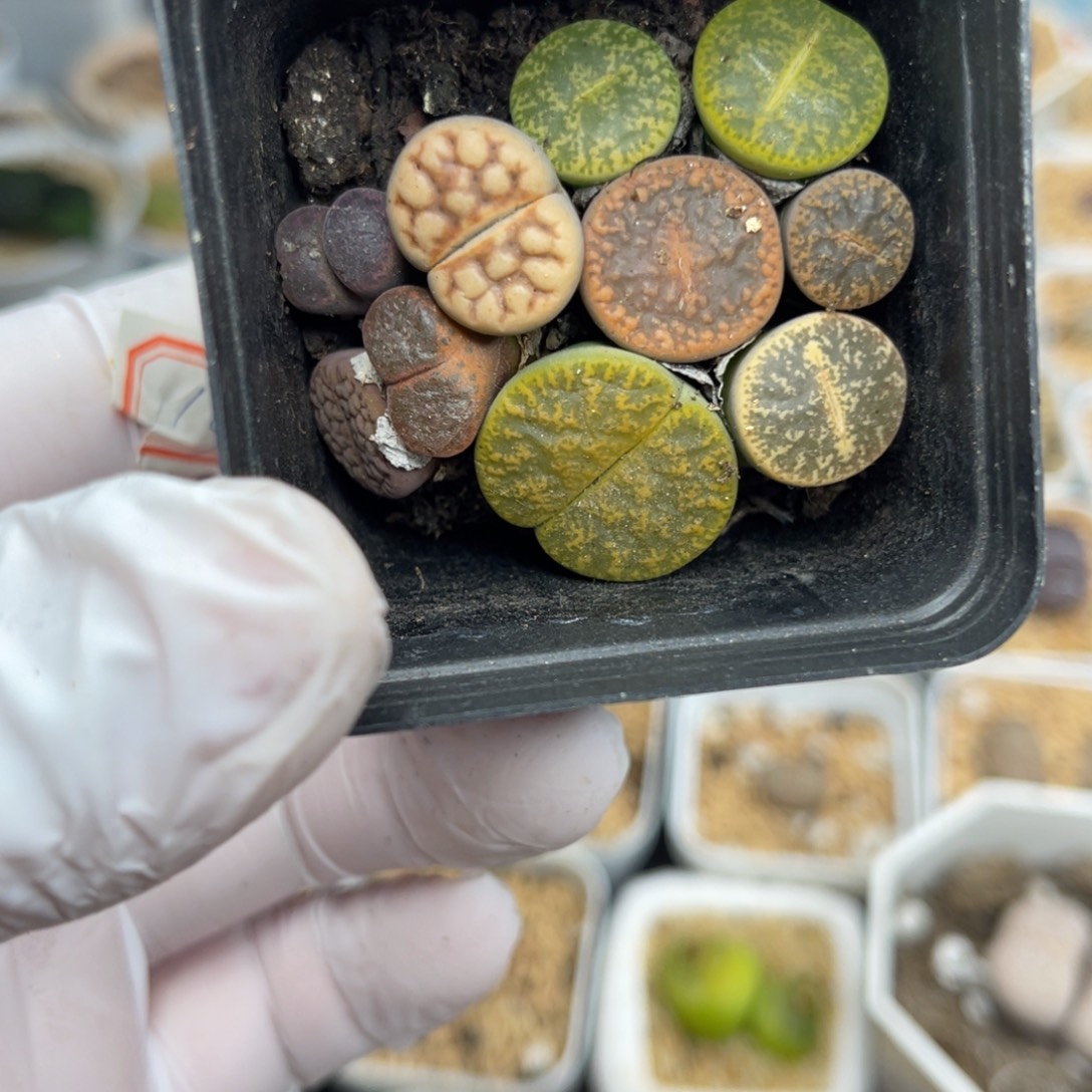 多肉植物一物一拍13
