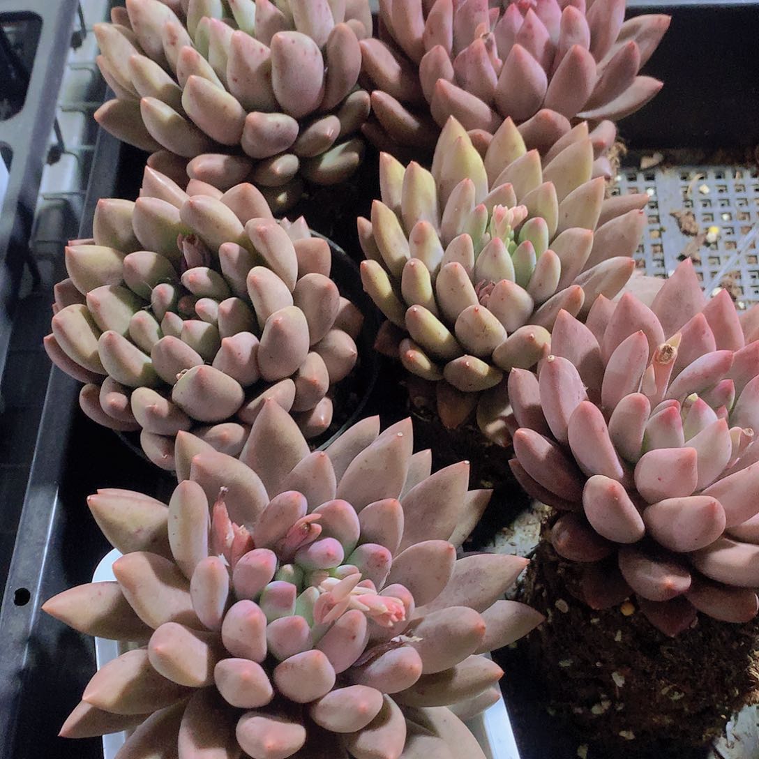 水晶球2456899900000