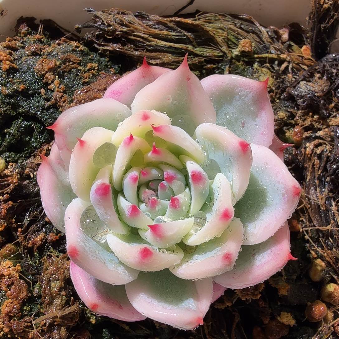 吉娃娃锦，多肉植物