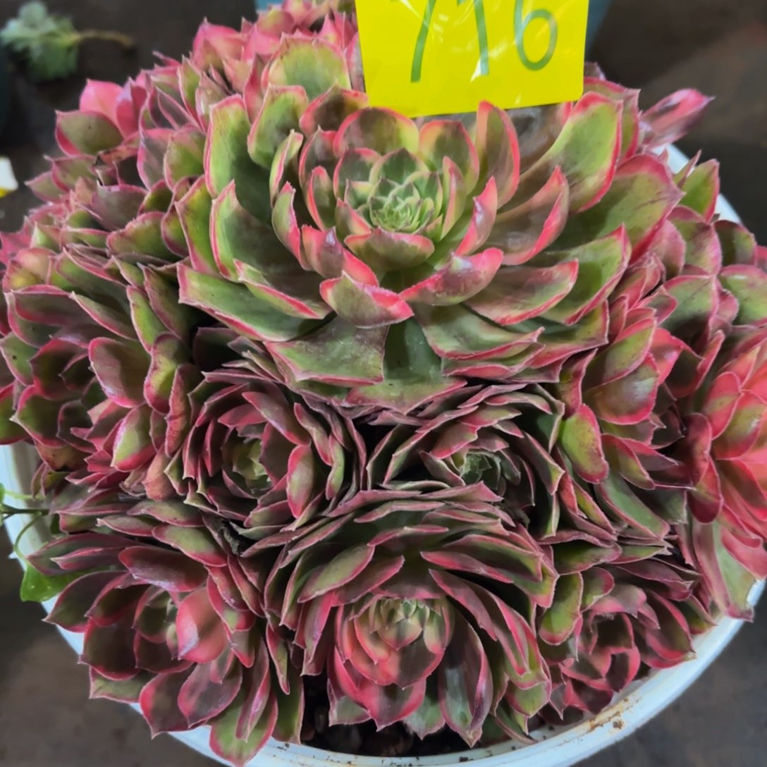 哈哈多肉葡萄黑膜锦簇716