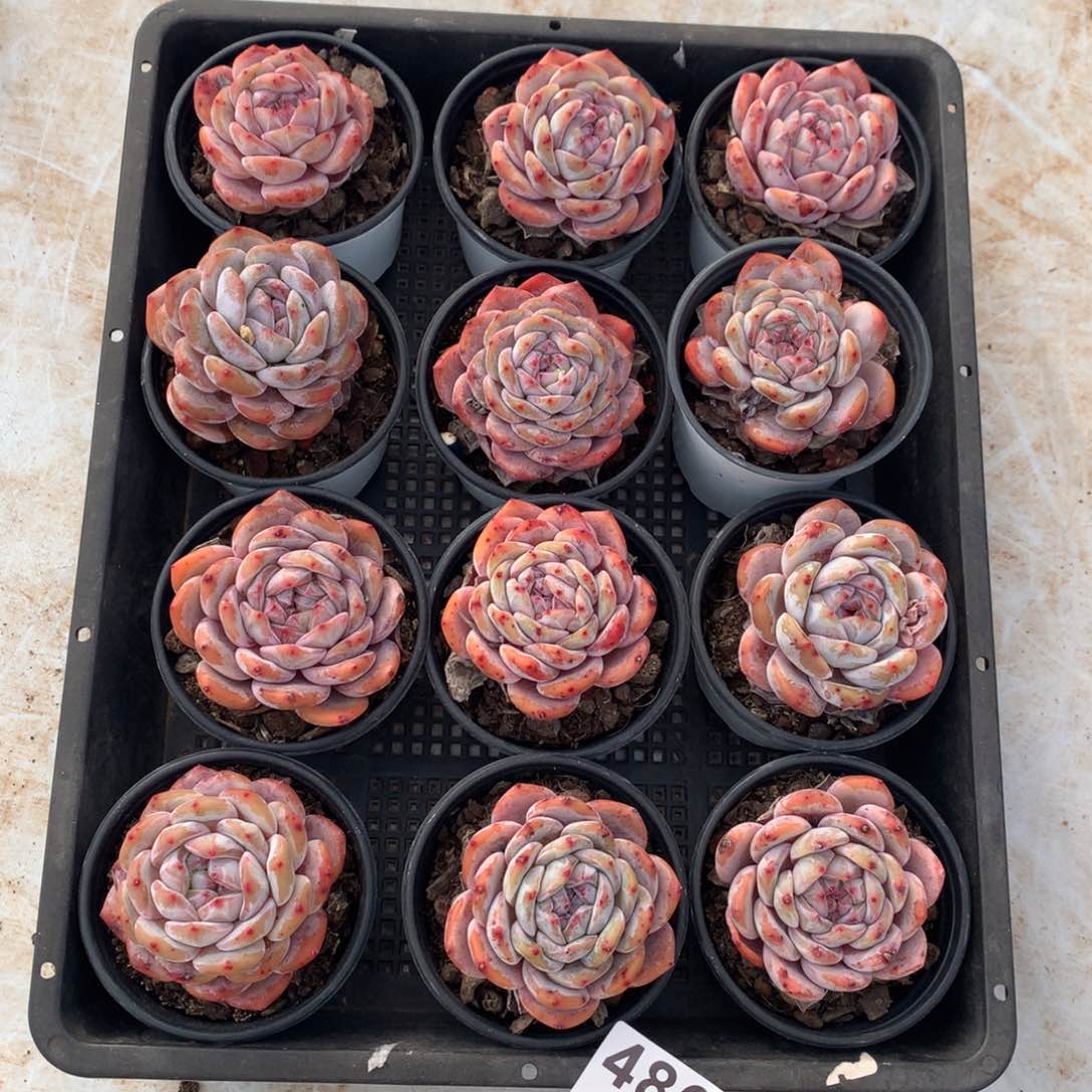 486多肉植物组合