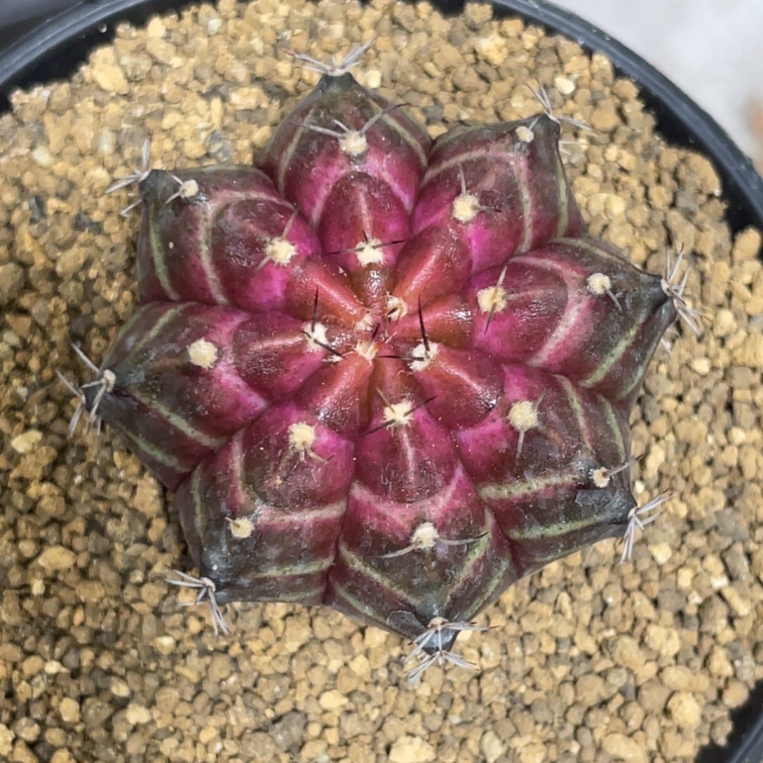 当前无花朵，栽培后可花朵紫红轮回