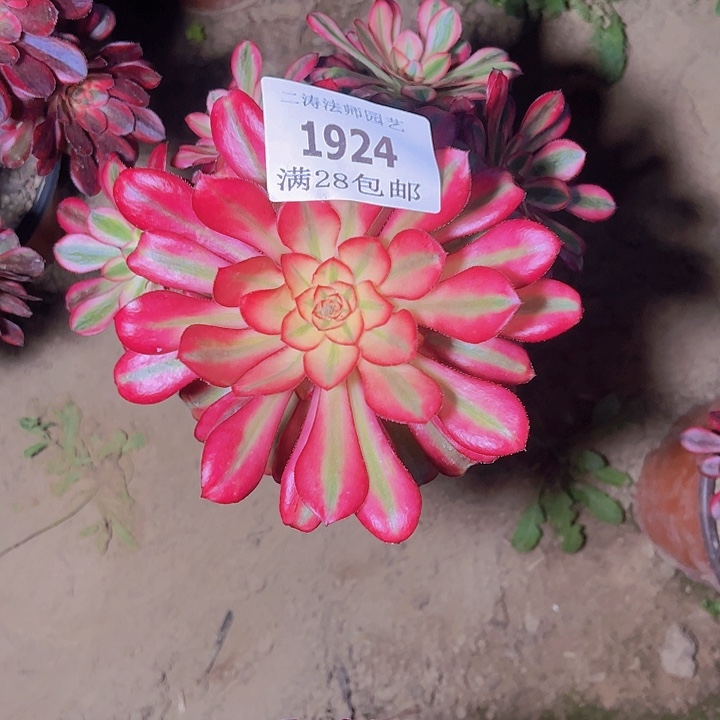 1924香奈尔多肉植物2号