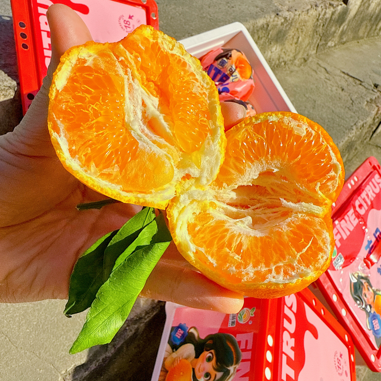 好吃的粑粑柑新鲜水果现摘现发整箱Kg四川省