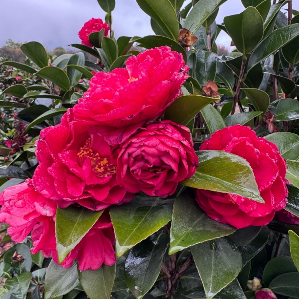 夏日七星原生露天苗红色带花苞阳台庭院盆栽花卉小洛花卉园艺