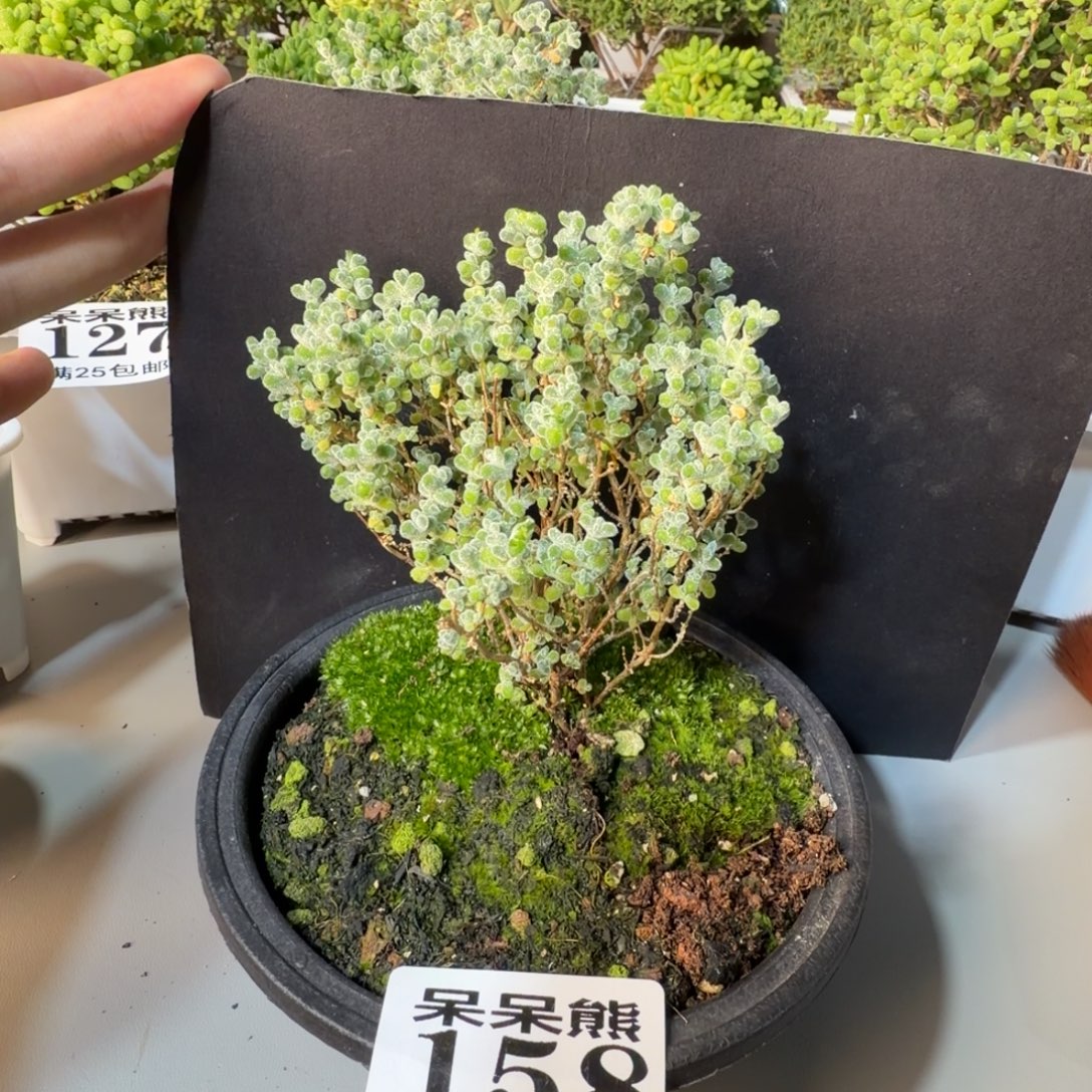 闪电购花卉园艺158