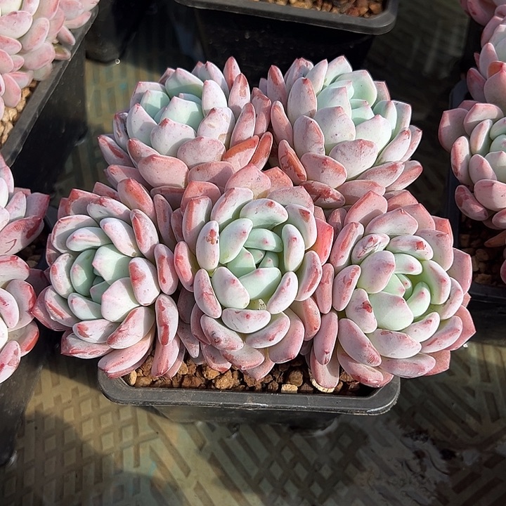 漫橙自然群多头无砍