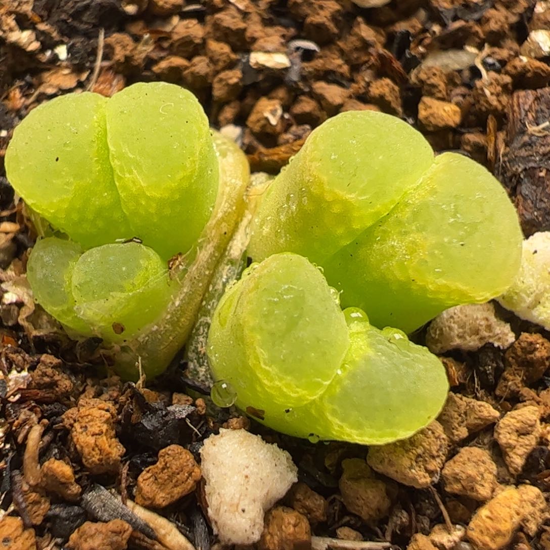 4头母本芭比多肉植物百科