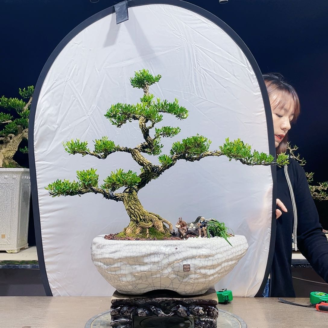 完全开放黄杨盆景四季常青