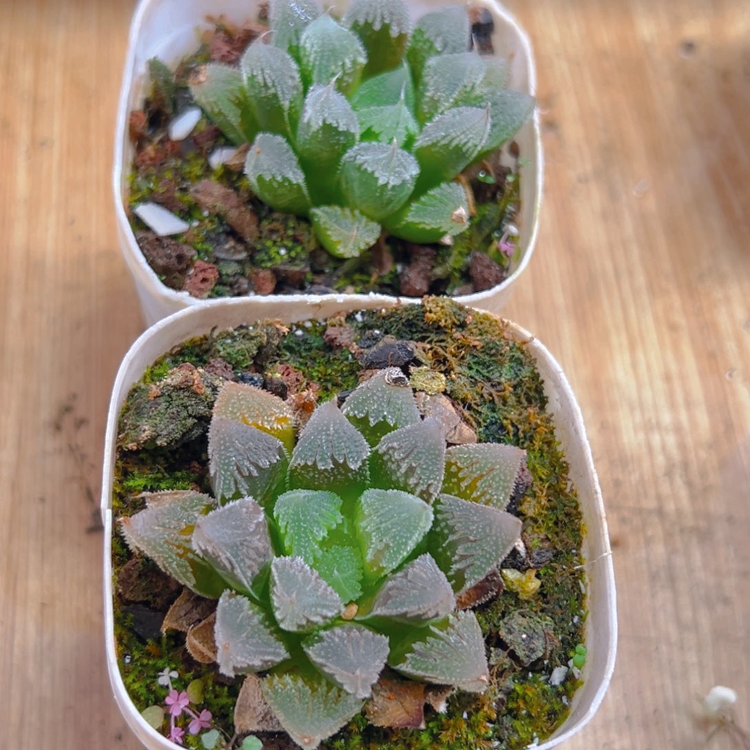 白帝城玉露多肉多肉一颗