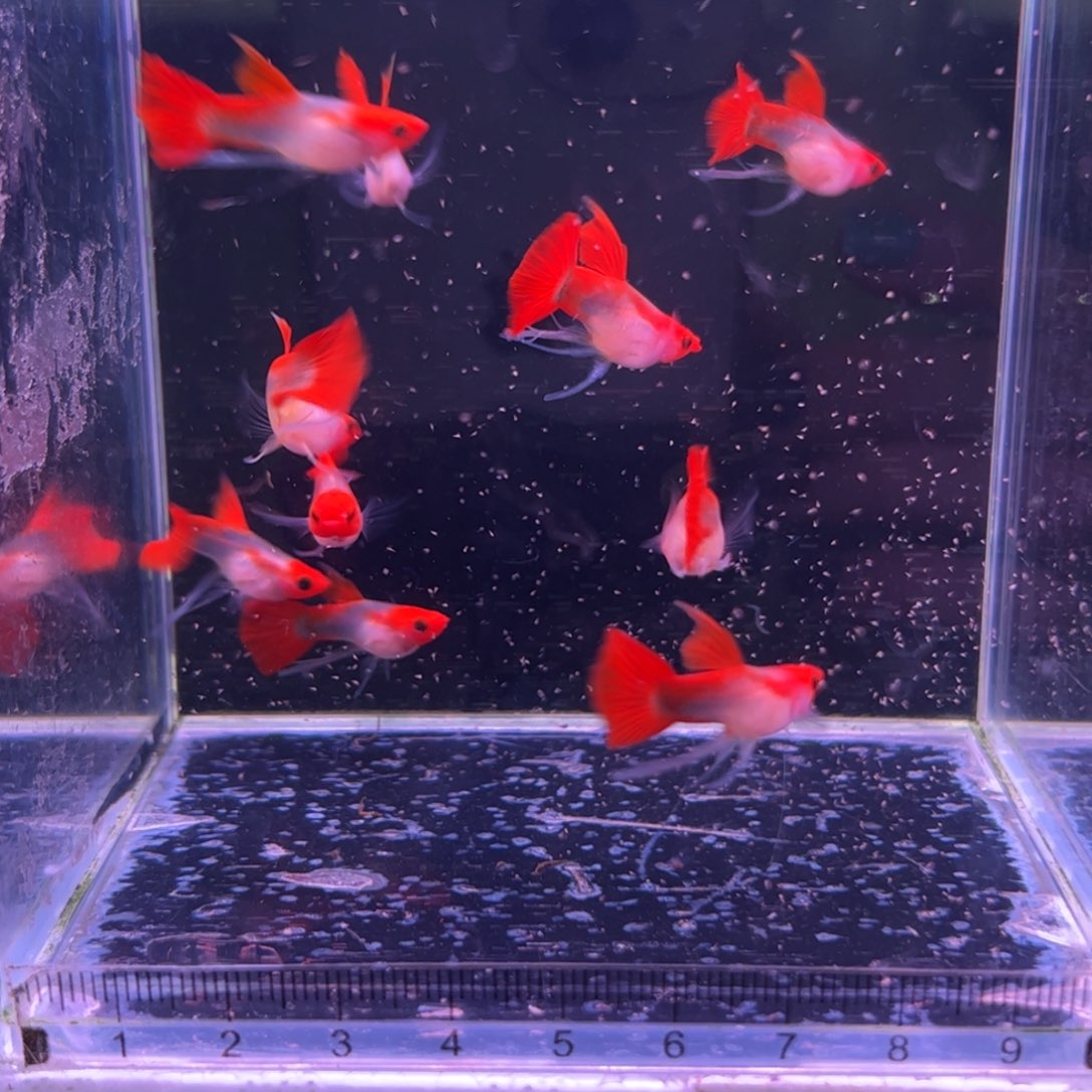 孔雀鱼红头玻璃猫长公10条