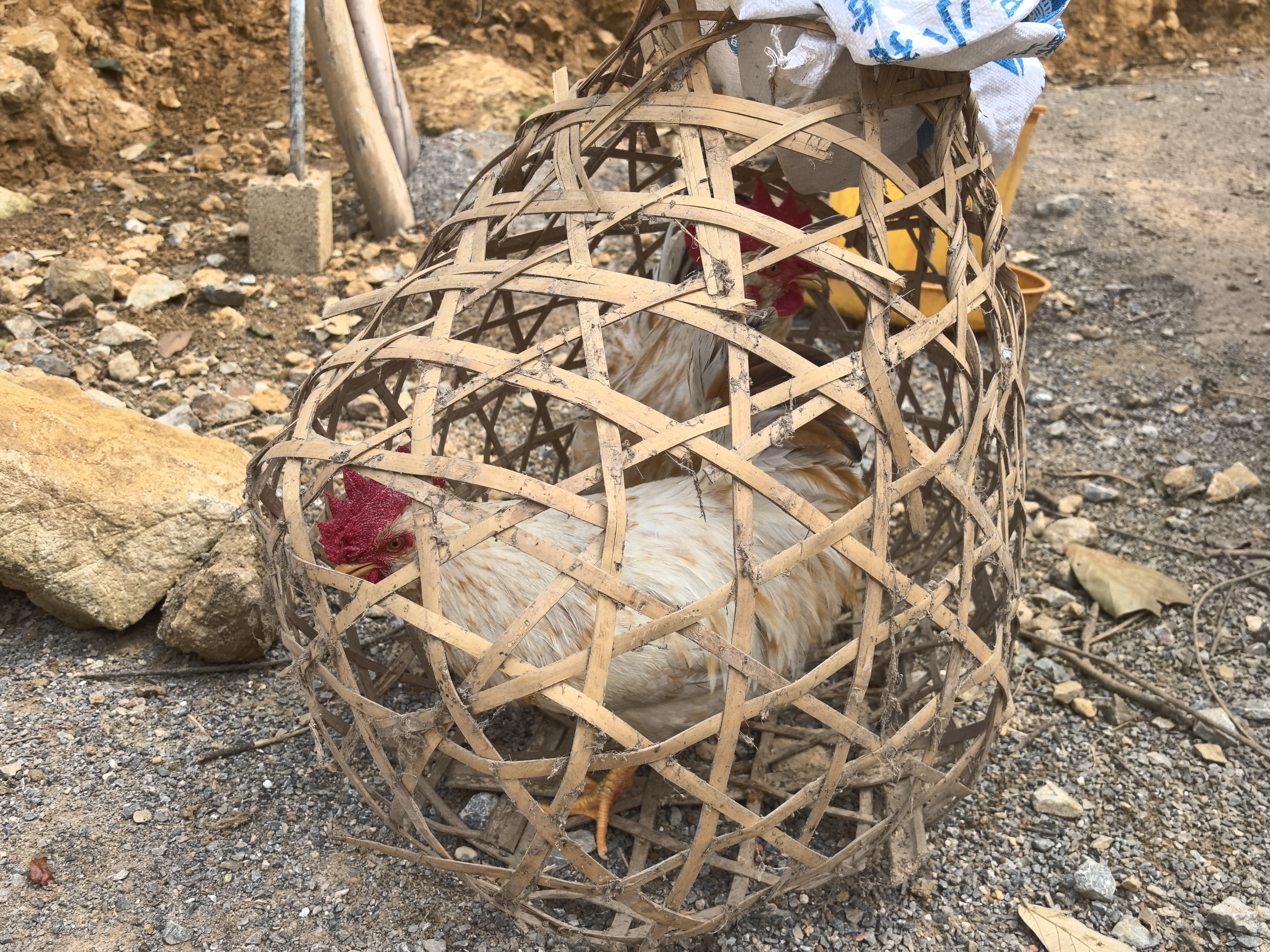 广西农村散养老公鸡，鸡龄1年。重量5斤左右。