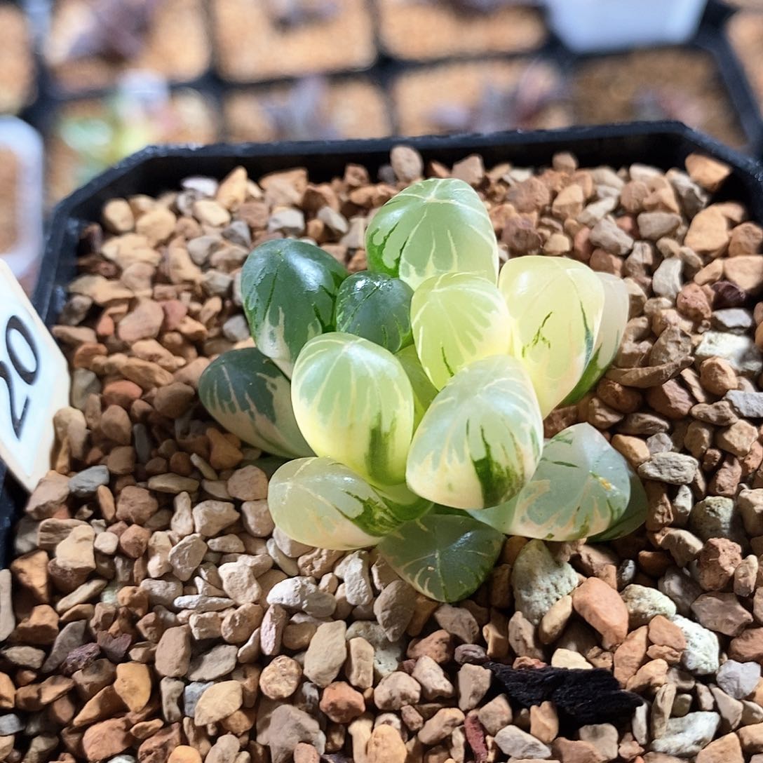 红陶20号老川玉露锦一物一拍