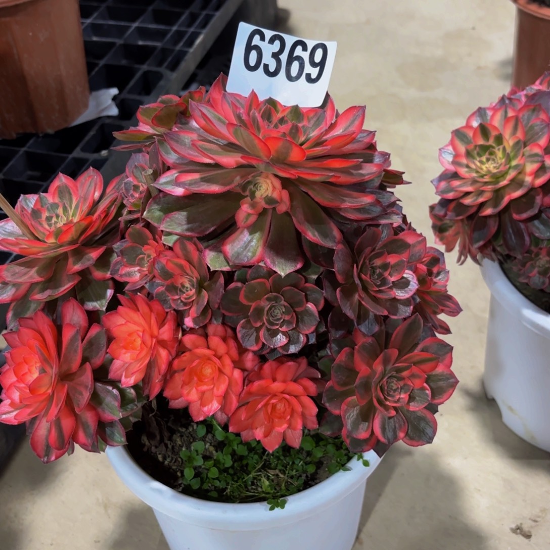 纹***晏无花朵6369黑魔锦111111