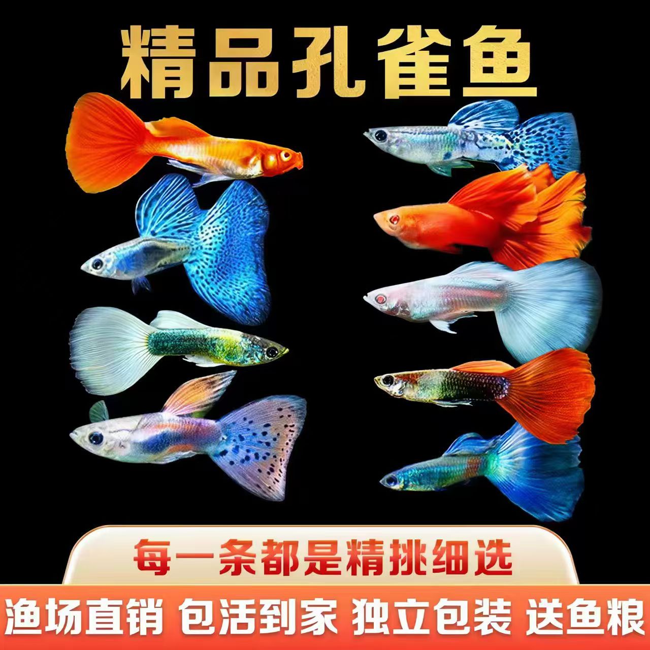 小鱼随机2条