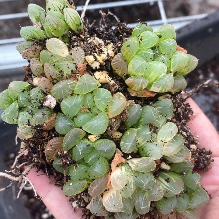 领****司1550。 福利。 