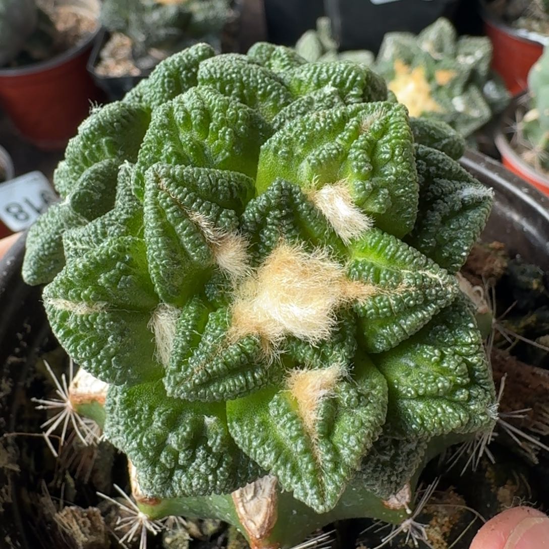 【闪购商品】三头苗接辛顿750