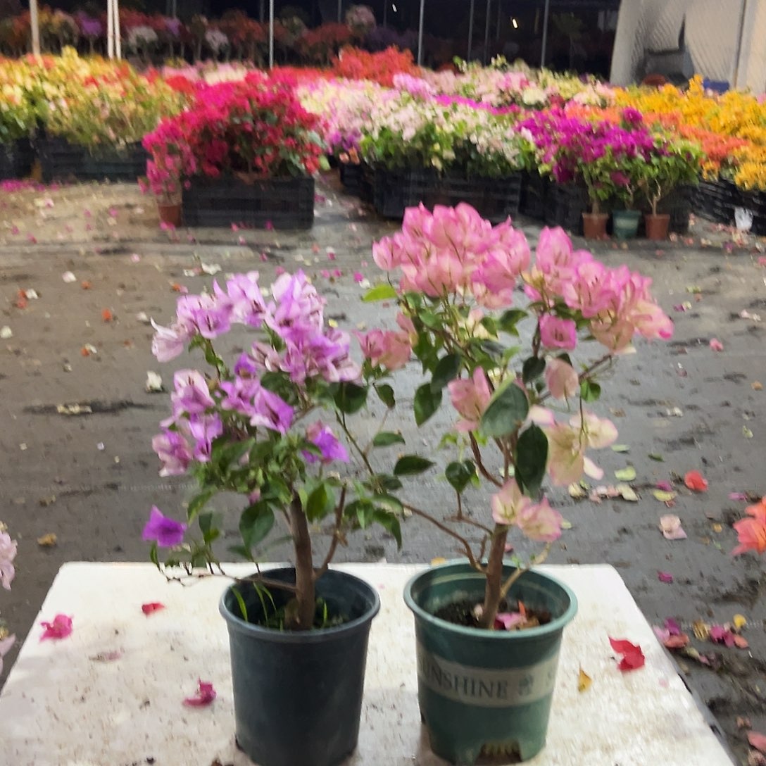 大部分花苞少量开放雪紫两颗，五宝