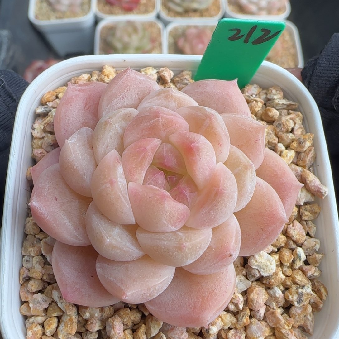 多肉212    糖心   5厘米盆