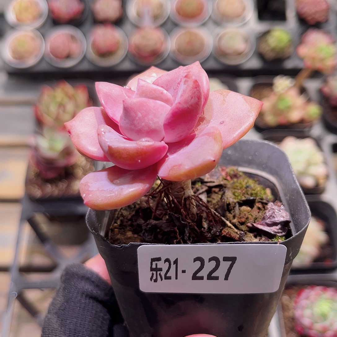 乐然21-227 彩虹糖