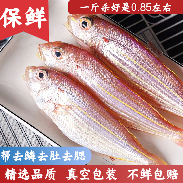 金线鱼正宗金丝鱼刀里鱼南海渔船海鲜（约5~6条/斤）hp