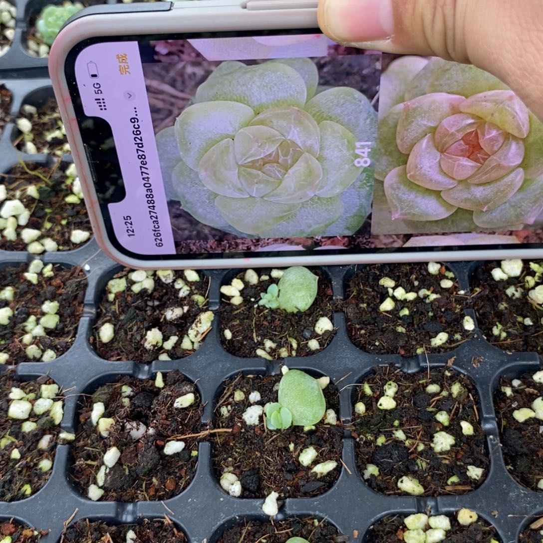 标1571风花841芽苗一个