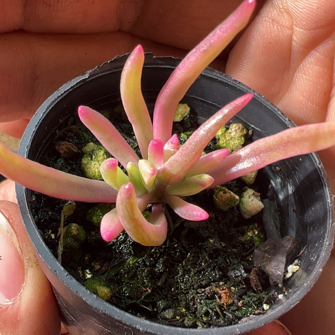 冰花锦50杯老桩福利