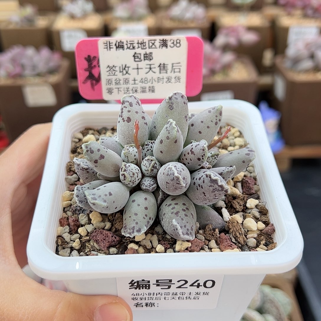 240白肌海豹多肉