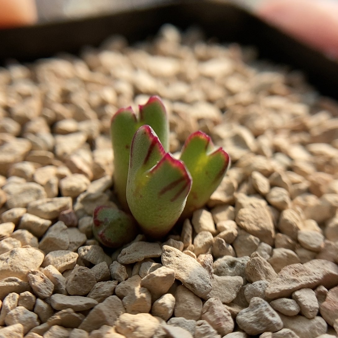 鹿角型猪蹄一颗4头包邮