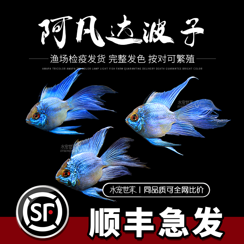 蓝波子金波子宝蓝球荷兰凤凰球阿凡达波子短鲷发货热带鱼灯科鱼