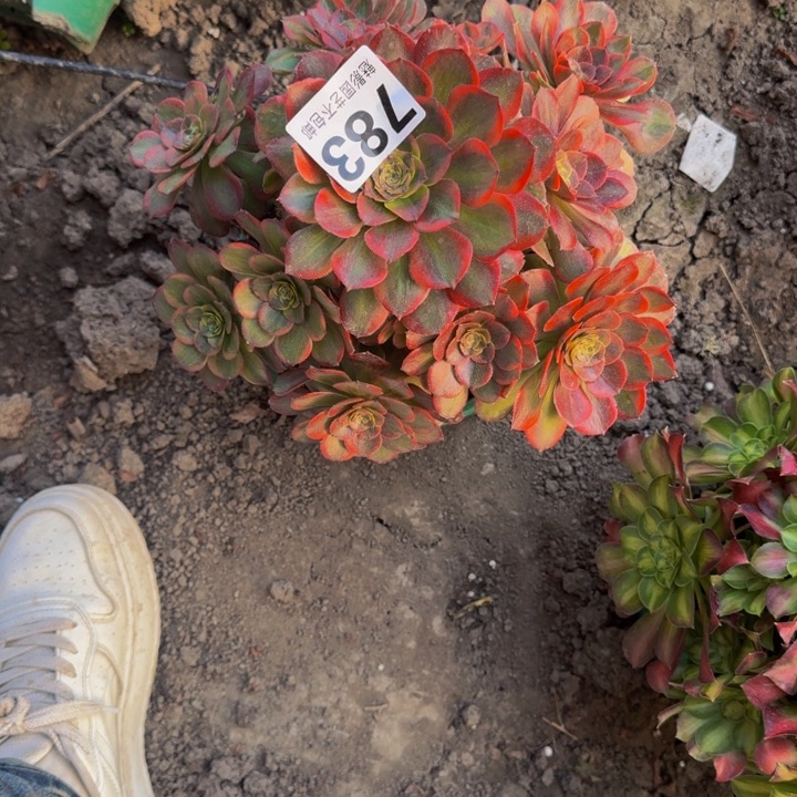 火狐花27-24包邮花花